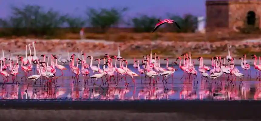 Flamencos en el Lago de Sal Rajastán — experiencia exclusiva tour gastronómico India TTI Tours