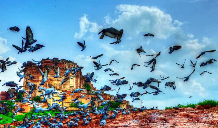 Majestuoso Fuerte Mehrangarh — Jodhpur Rajastán