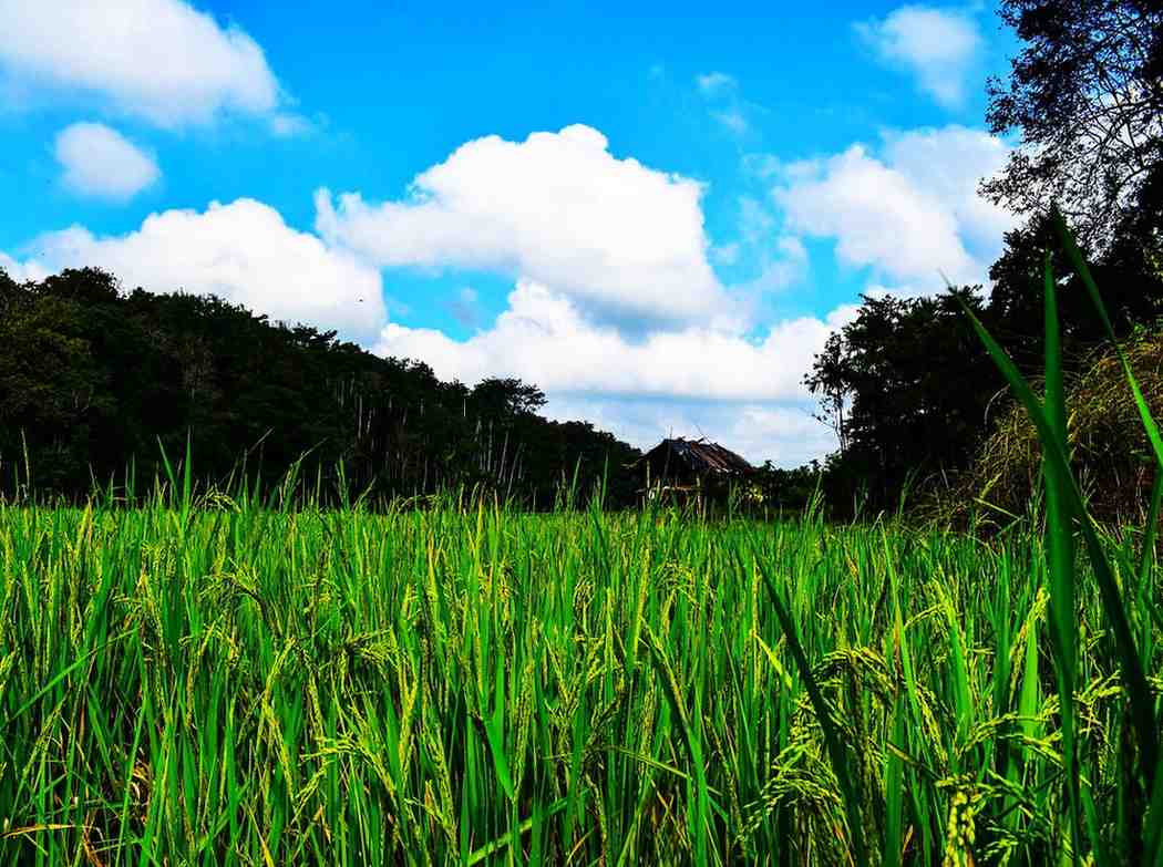 Grass Root Resorts