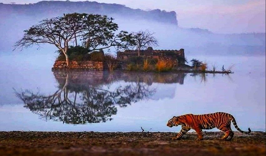 Golden Triangle Tour With Tiger Safari