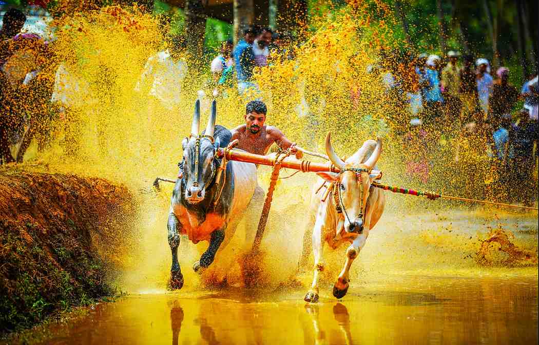 Festival Tours In India
